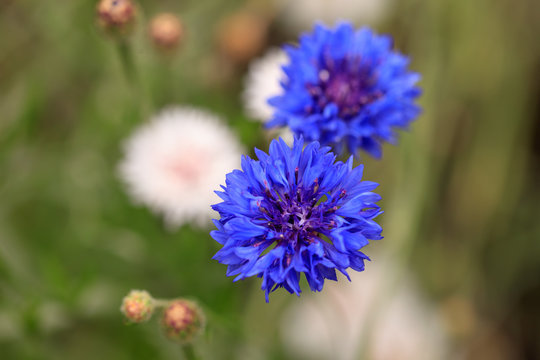Beautiful blue flower growing in the park
