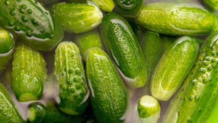 Harvest of cucumbers from the garden as a background