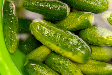 Harvest of cucumbers from the garden as a background