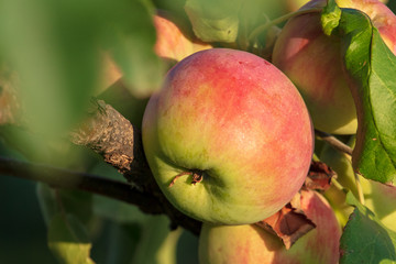 Apples on the branches of a tree