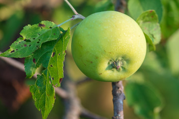 Apples on the branches of a tree