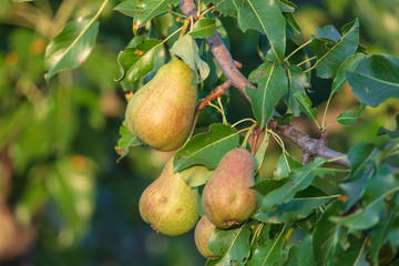 Pears on the branches of a tree