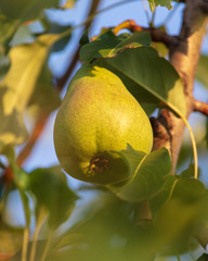 Pears on the branches of a tree