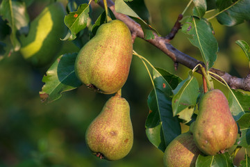 Pears on the branches of a tree