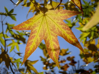 Autumn yellow and gold leaves Liquidambar styraciflua, Amber tree against the blue sky. A close-up of an Amber leaf in focus against a background of blurry leaves.