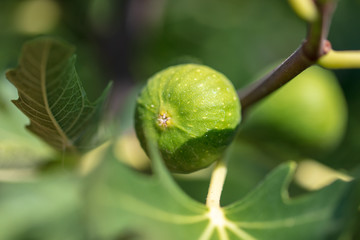 Fig on the branches of a tree