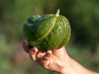 Melon in the hand of a man in the garden