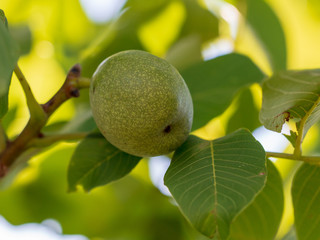 Walnut on the branches of a tree
