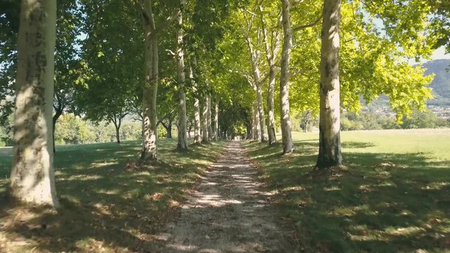 Plane trees alley to historical mansion in Europe - 4K