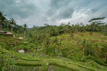 Fototapeta na wymiar rice terrace in gunung kawi temple with a lot of palm trees