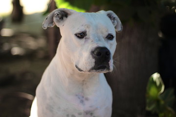 Obraz premium White dog with kind eyes sitting. Dog portrait. Pit bull mix