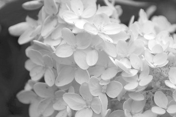 flower, nature, white, flowers, pink, blossom, spring, plant, lilac, floral, bloom, flora, garden, beautiful, blue, petal, beauty, rose, closeup, peony, abstract, bouquet, green, wedding, macro