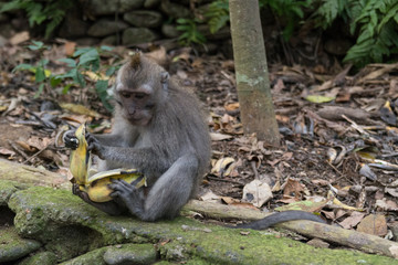 Naklejka na ściany i meble young monkey sitting on the ground while eating a banana in the monkey forest in ubud in bali indonesia