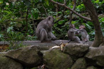 two young monkeys fighting together on the ground in the monkey forest in ubud bali indonesia