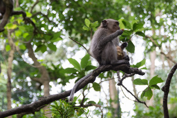 Naklejka na ściany i meble young monkey sitting on a tree while eating in the monkey forest in ubud in bali indonesia