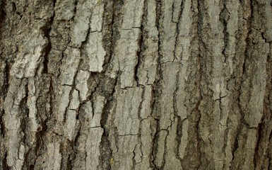 Tree bark natural background. Brown texture