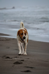 sad adult dog walking on the beach