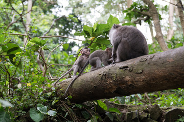 Naklejka na ściany i meble two young monkeys playing together on a tree in the monkey forest in ubud bali indonesia