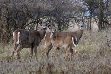 Fototapeta premium White-tailed deer family in the autumn forest in Ottawa, Canada