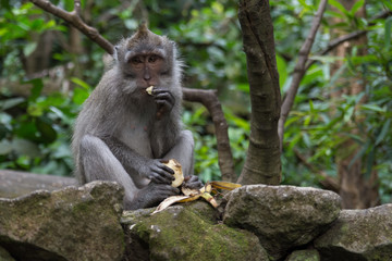 Naklejka na ściany i meble male mokey sitting on the ground and eating in the monkey forest in ubud bali indonesia