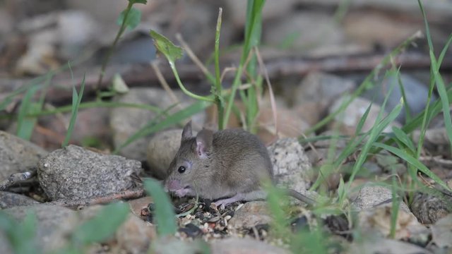 An Adorable House Mouse Eating and Foraging 