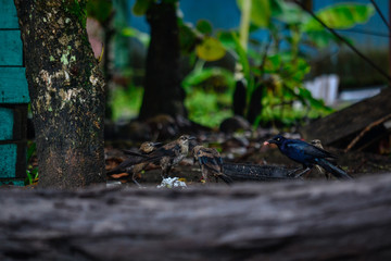 birds feeding on a dog's food
