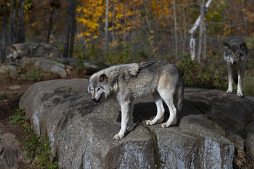 Naklejka na ściany i meble Timber wolves or Grey wolves (Canis lupus) standing on a rocky cliff on an autumn rainy day in Canada