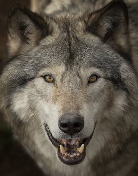 Timber wolf or Grey Wolf (Canis lupus) portrait closeup in Canada