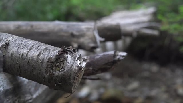 Log bridge in the middle of the woods.