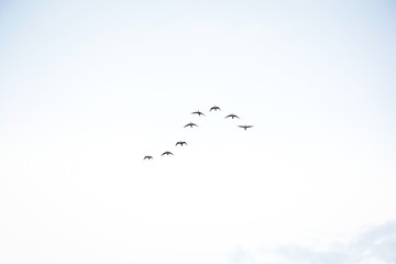 birds flying in the shape of v