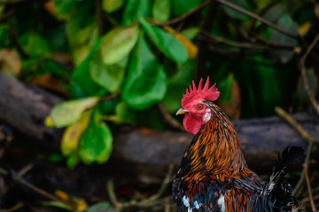 portrait of rooster