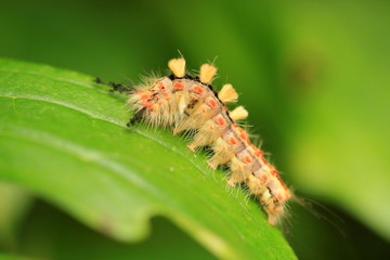 Schlehen-Bürstenspinner