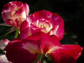 Two Rose 'Double Delight' close-up. Red with a yellow center on a black background. In natural sunlight