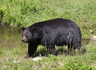 Black bear (Ursus americanus) walking in a grassy meadow in autumn in Canada