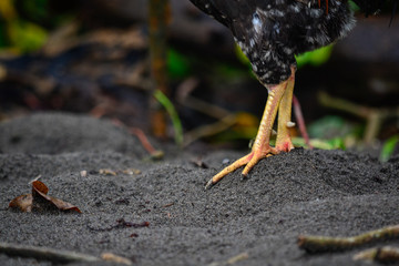 portrait of rooster