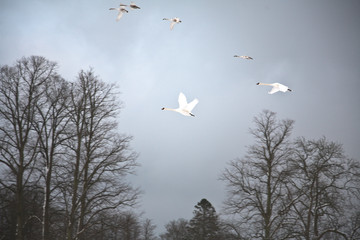 Swans