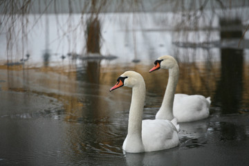 Swans