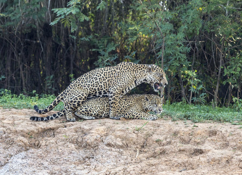Mating Jaguars