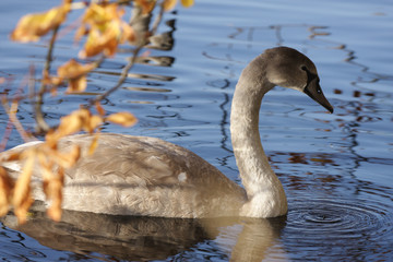 Swans