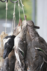 Ducks after the hunt