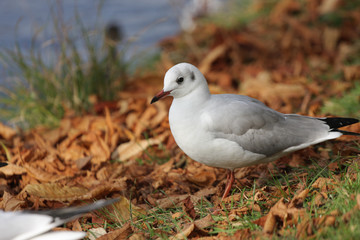 Seagull