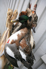 Ducks after the hunt