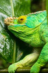 Baby Dinosaur [Explore]