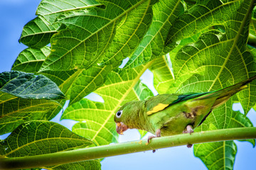 Parakeet 
