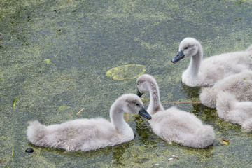 Cygnets