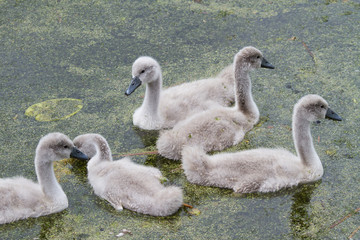 Cygnets