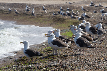 Seagull Iat the coast