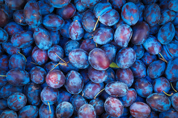 Background, top view of juicy natural plums with tails