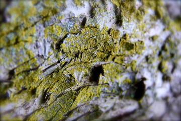 green moss on rocks