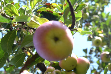 Mature juicy apples hanging on a branch